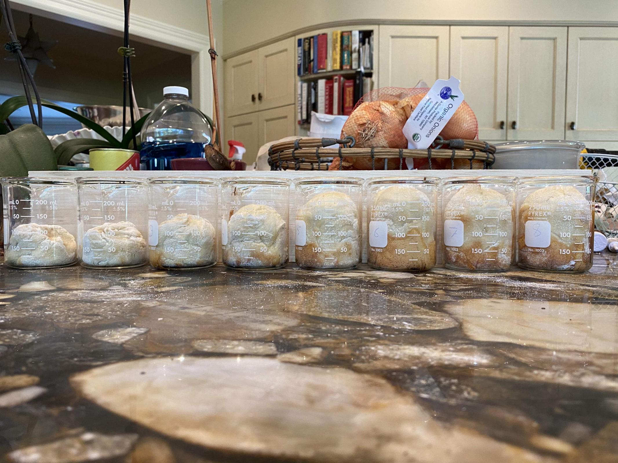 Oven Spring, Bulk Fermentation, and an Experiment The Fresh Loaf